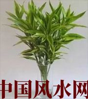 大理十二生肖养什么植物最旺财运？你知道吗！