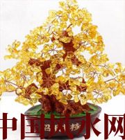 大理买了招财植物却不能发财，是方位摆错了！